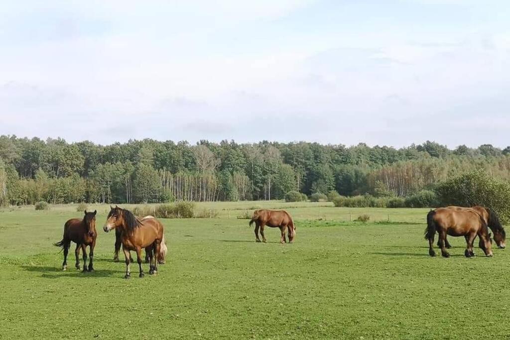 Вилла Buglandia Parosla Экстерьер фото